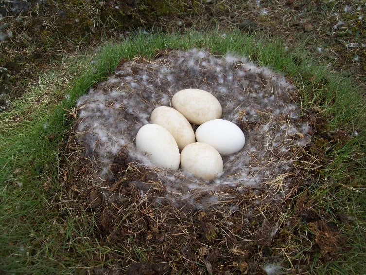 Figure 2. Pink-footed goose nest. Photo obtained from the East Iceland Nature Research Center